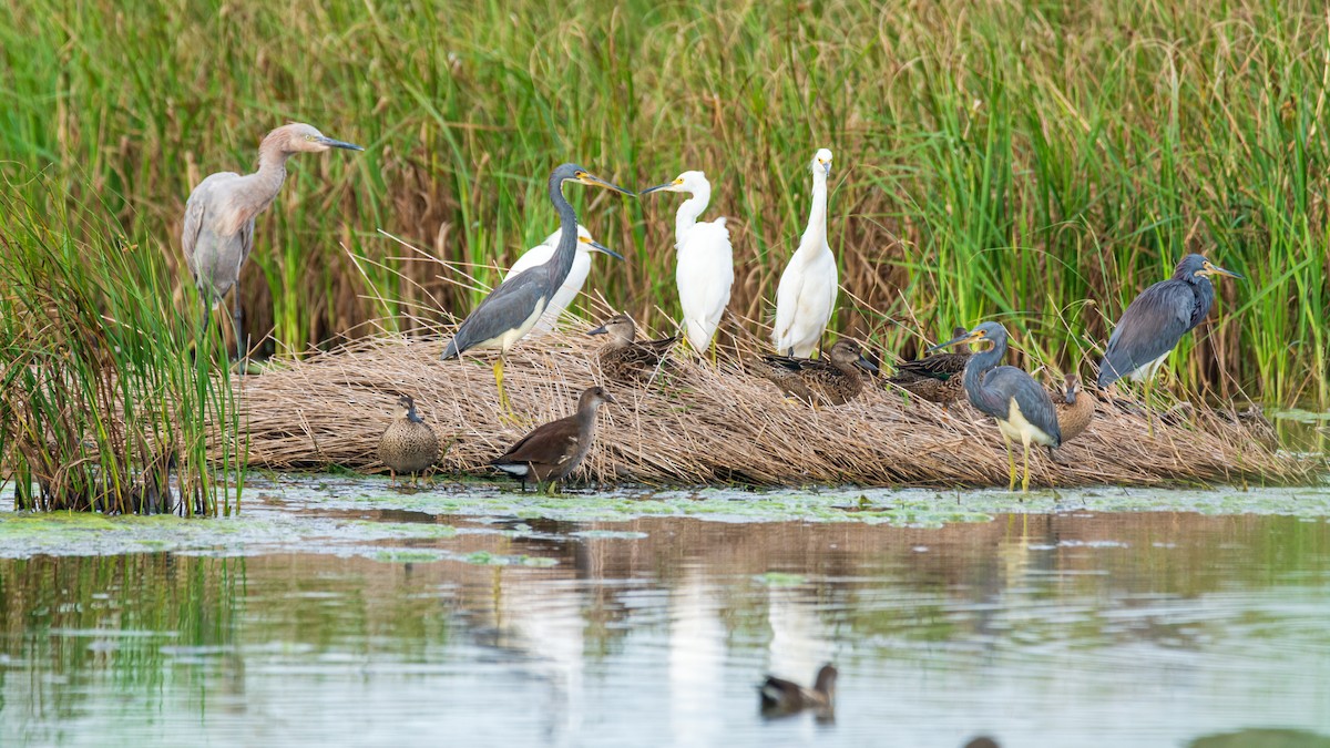 slípka americká - ML646744279