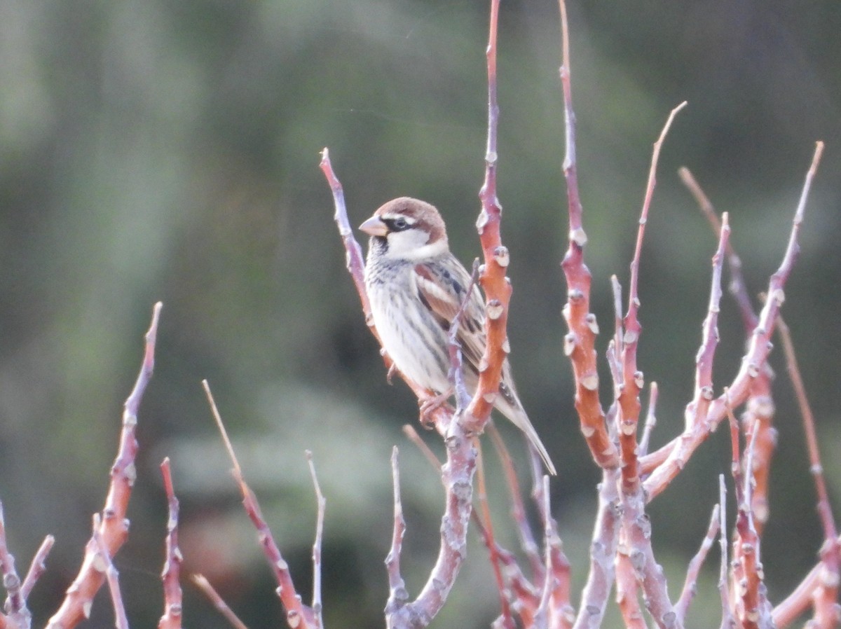 vrabec pokřovní - ML646744280