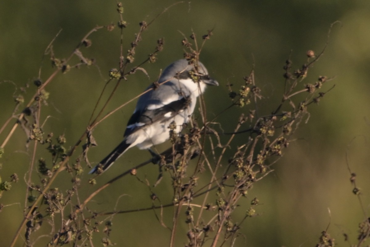 ťuhýk americký - ML646744282