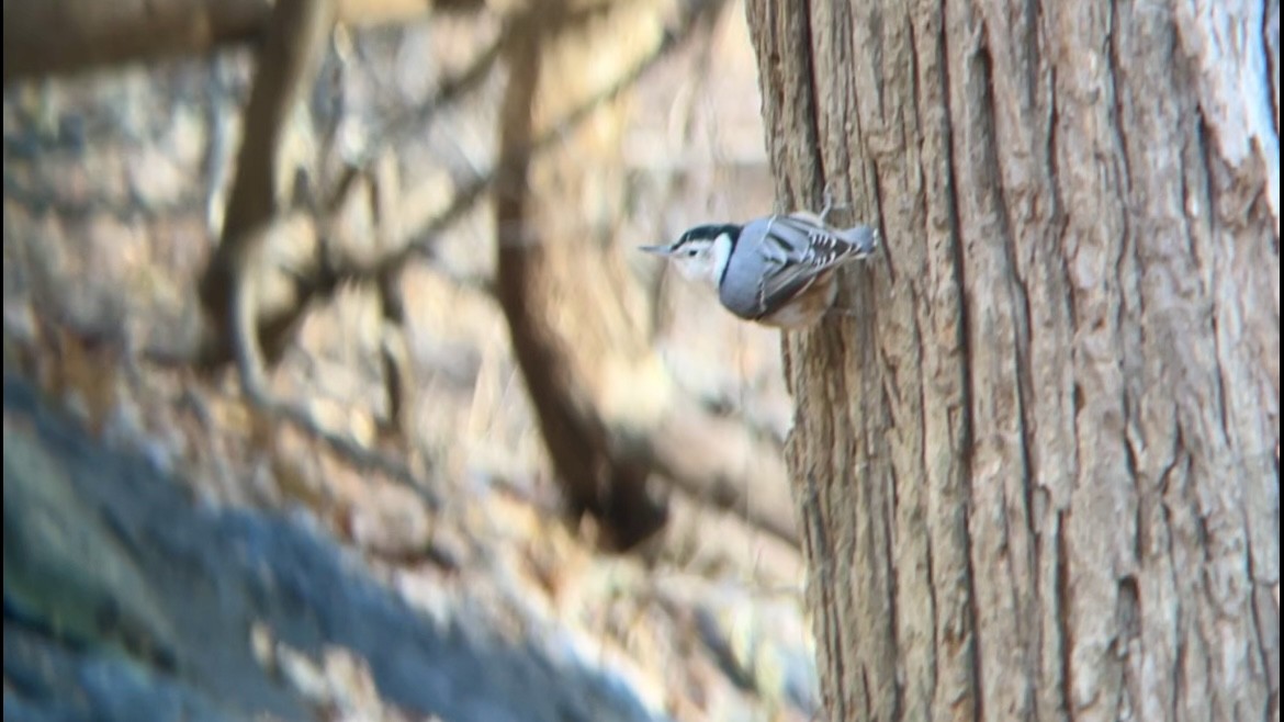 Повзик каролінський - ML646744283