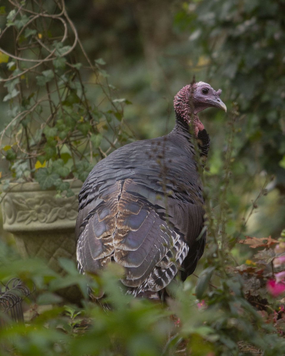 火雞 - ML646744284