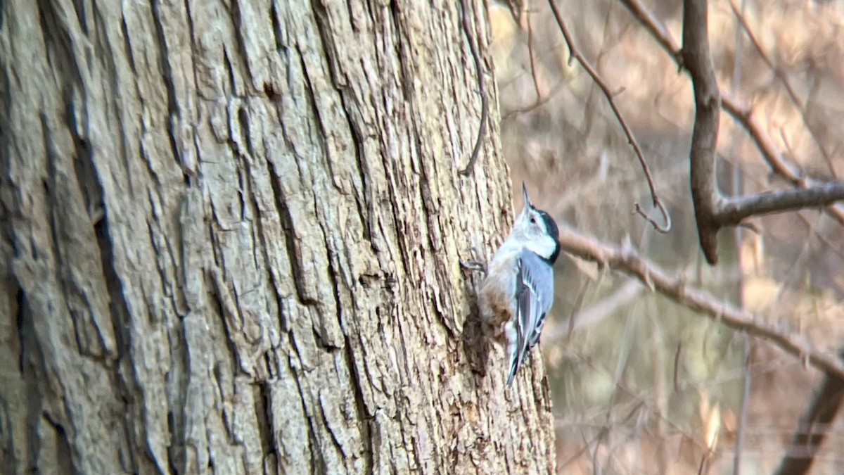 Повзик каролінський - ML646744285