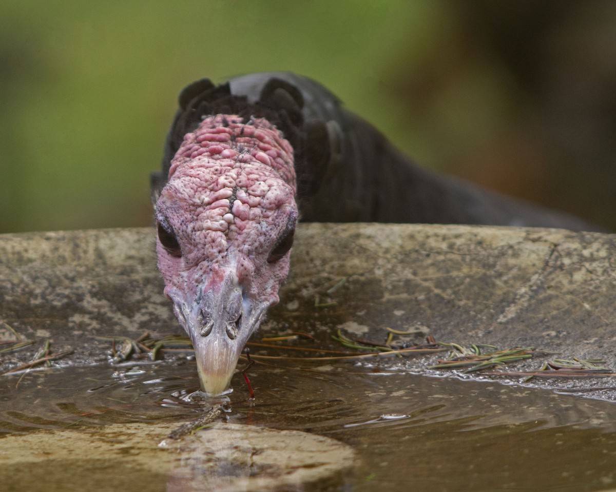 火雞 - ML646744286