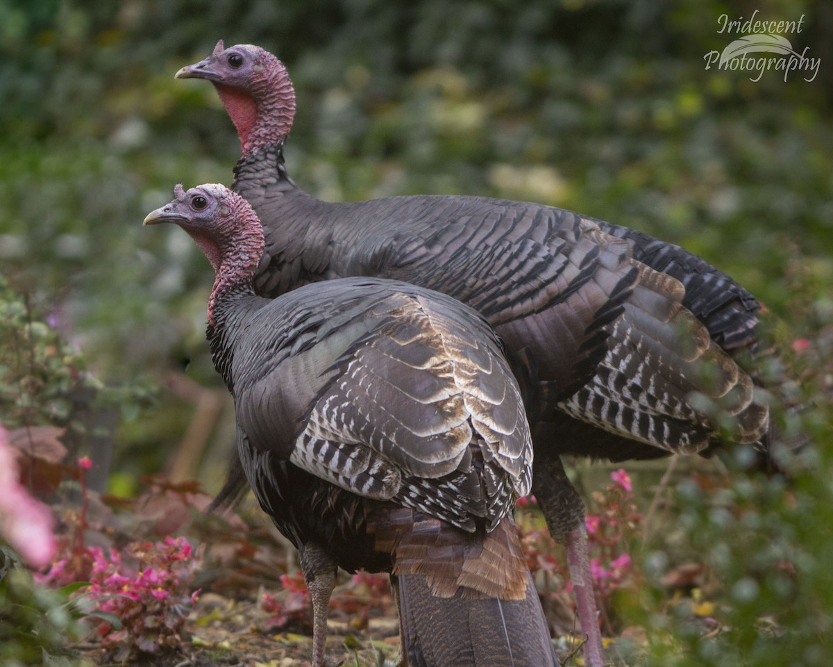 火雞 - ML646744287