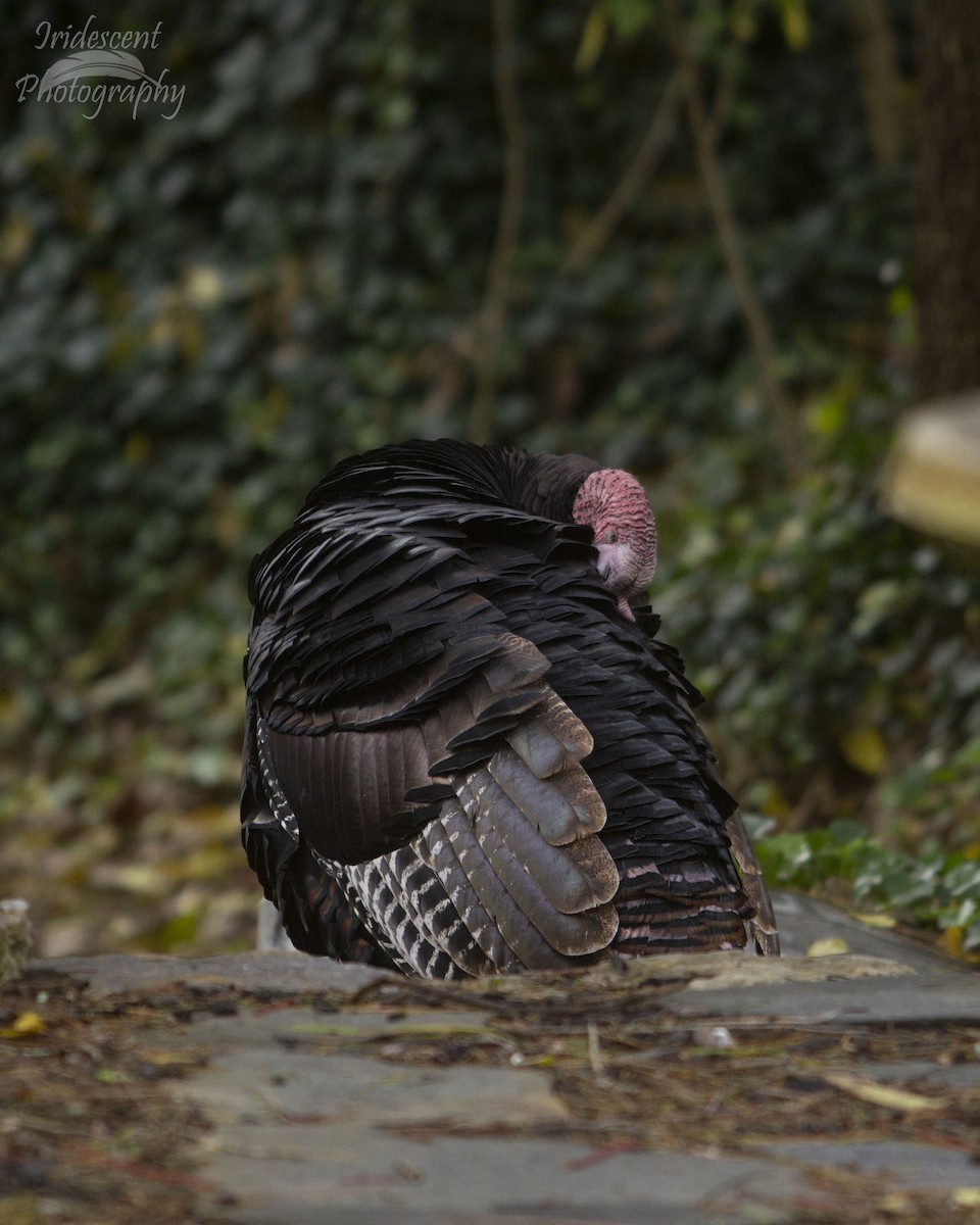 火雞 - ML646744288