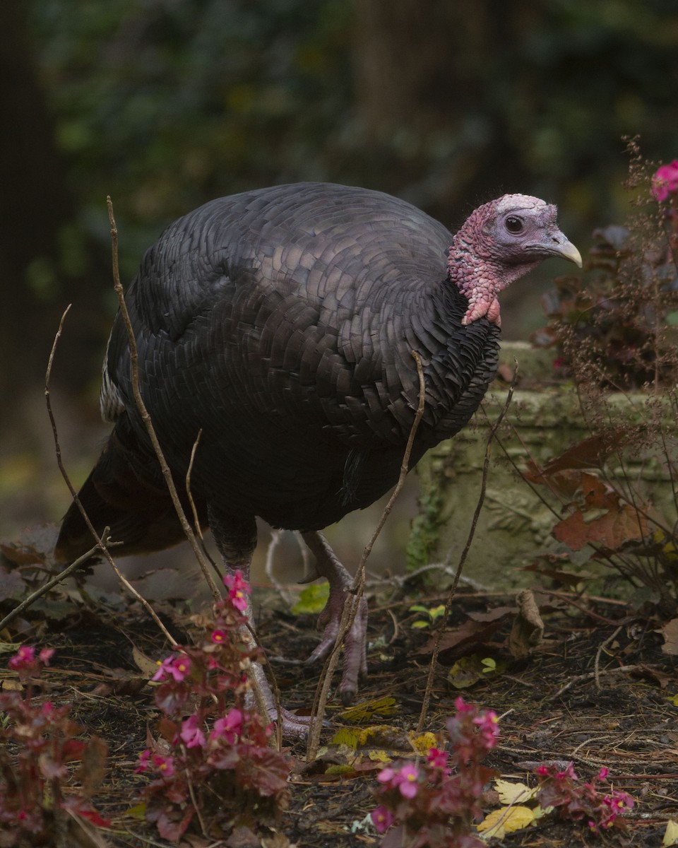 火雞 - ML646744289