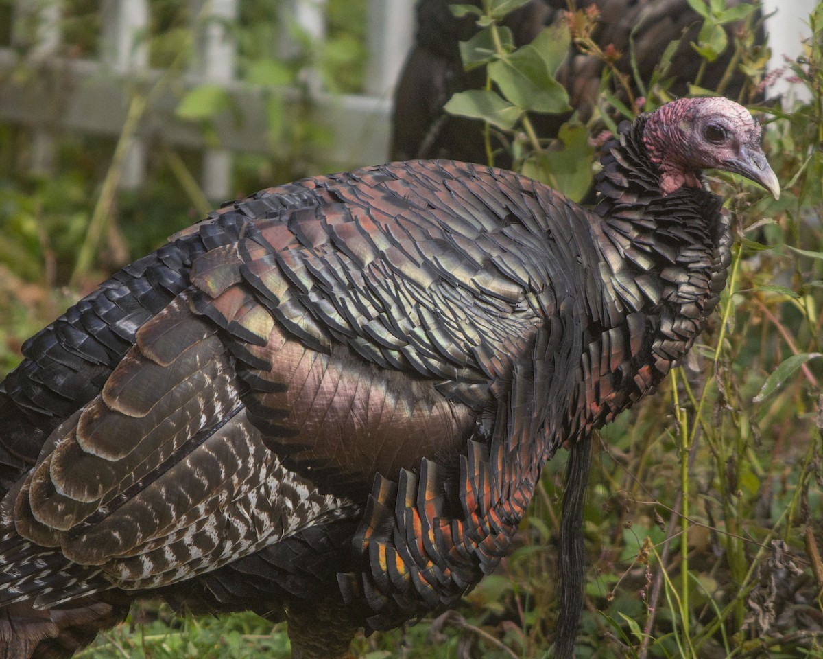 火雞 - ML646744291