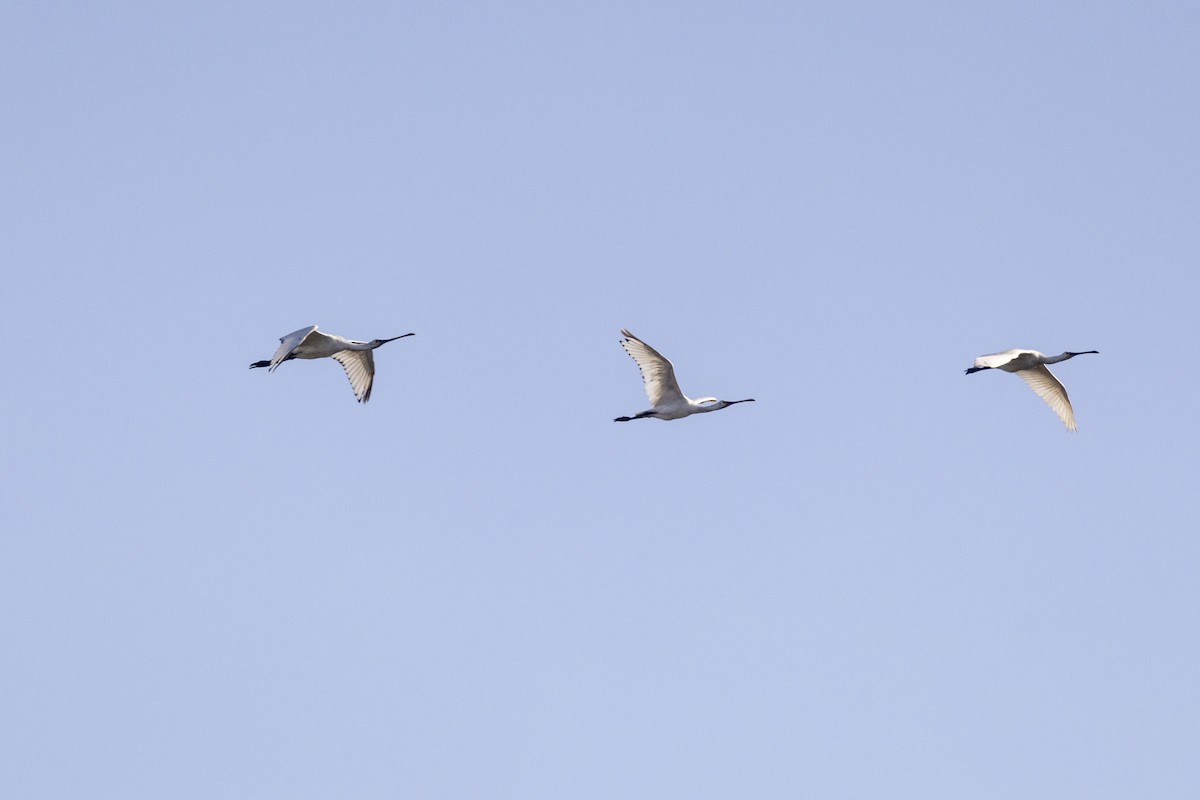 白琵鷺 - ML646744293