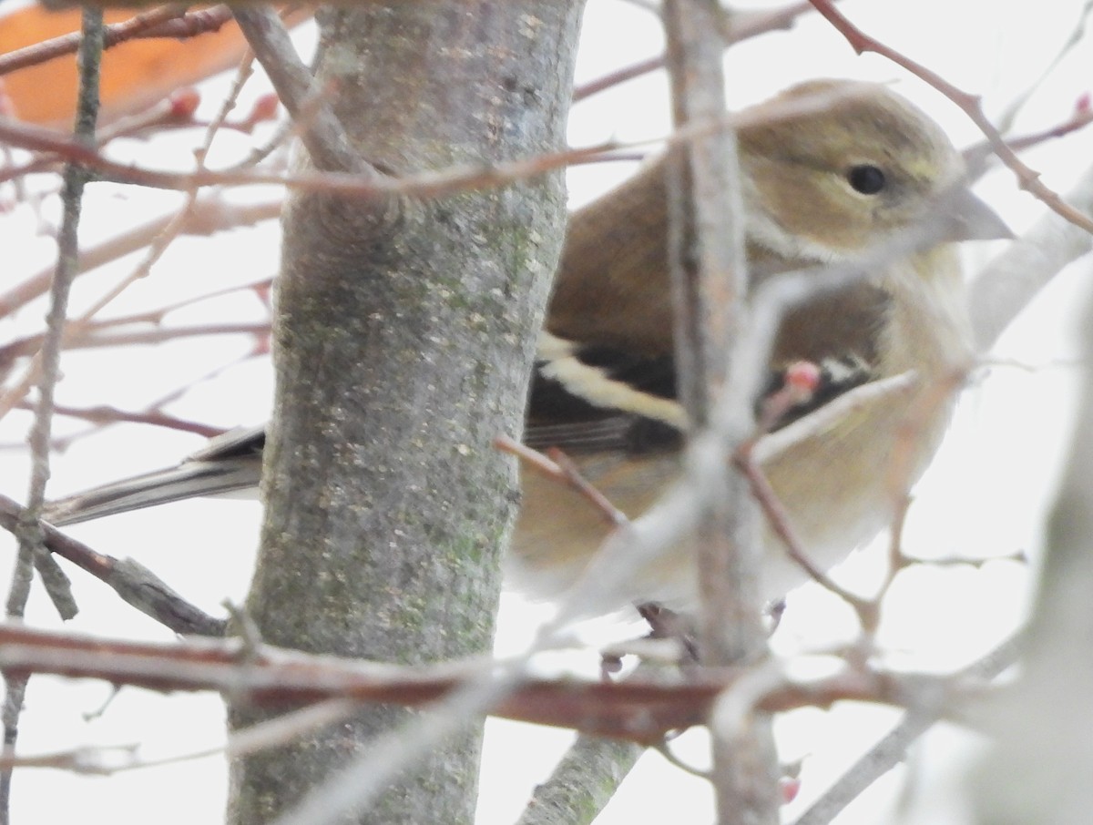 American Goldfinch - ML646744298