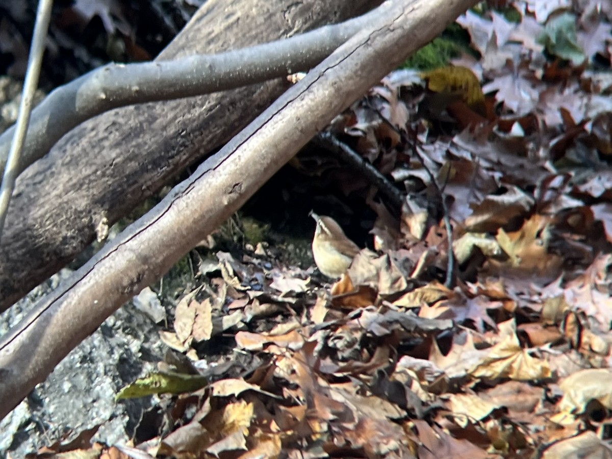 Поплітник каролінський - ML646744301