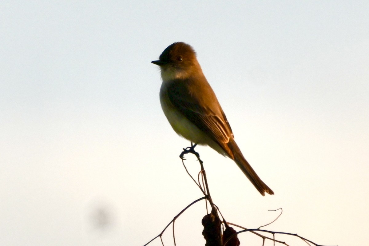 tyranovec domácí - ML646744302