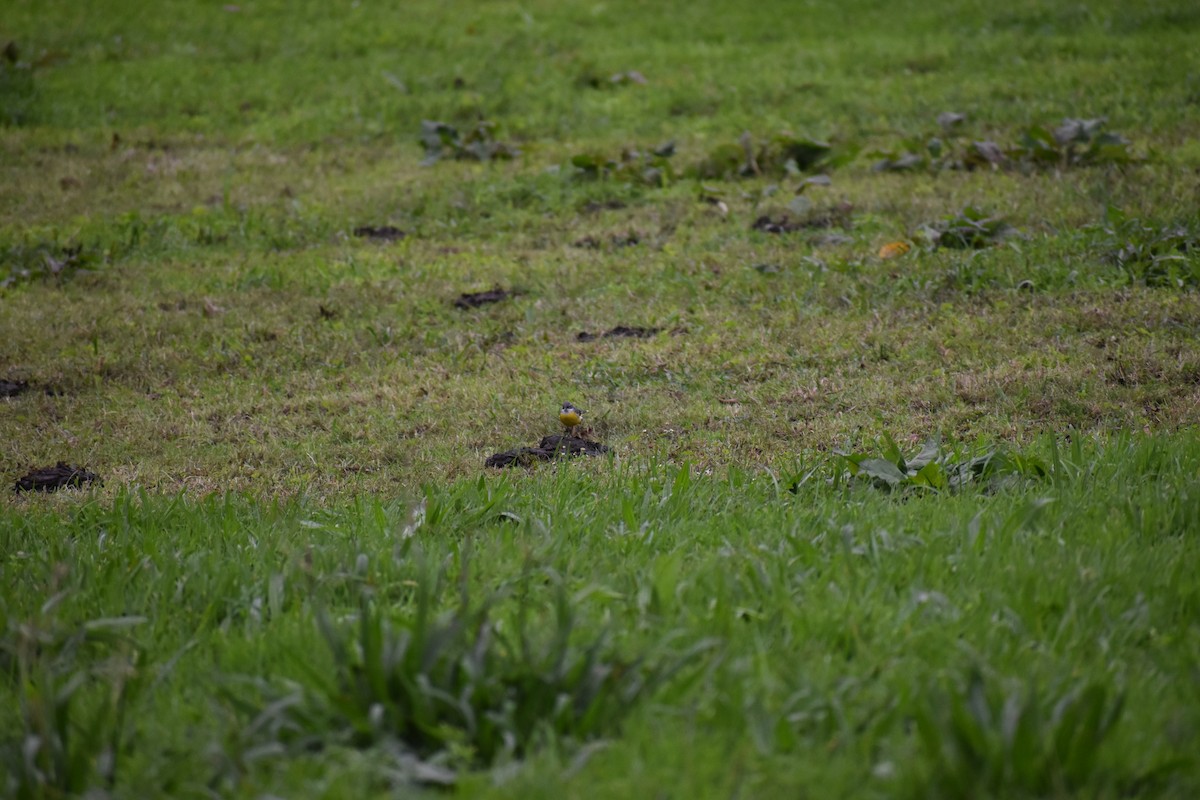 灰鶺鴒 - ML646744303