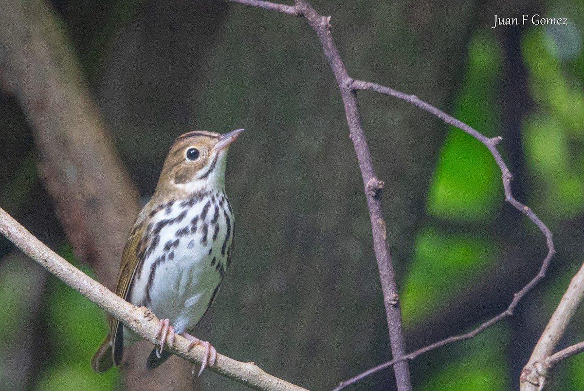 Ovenbird - ML646744304
