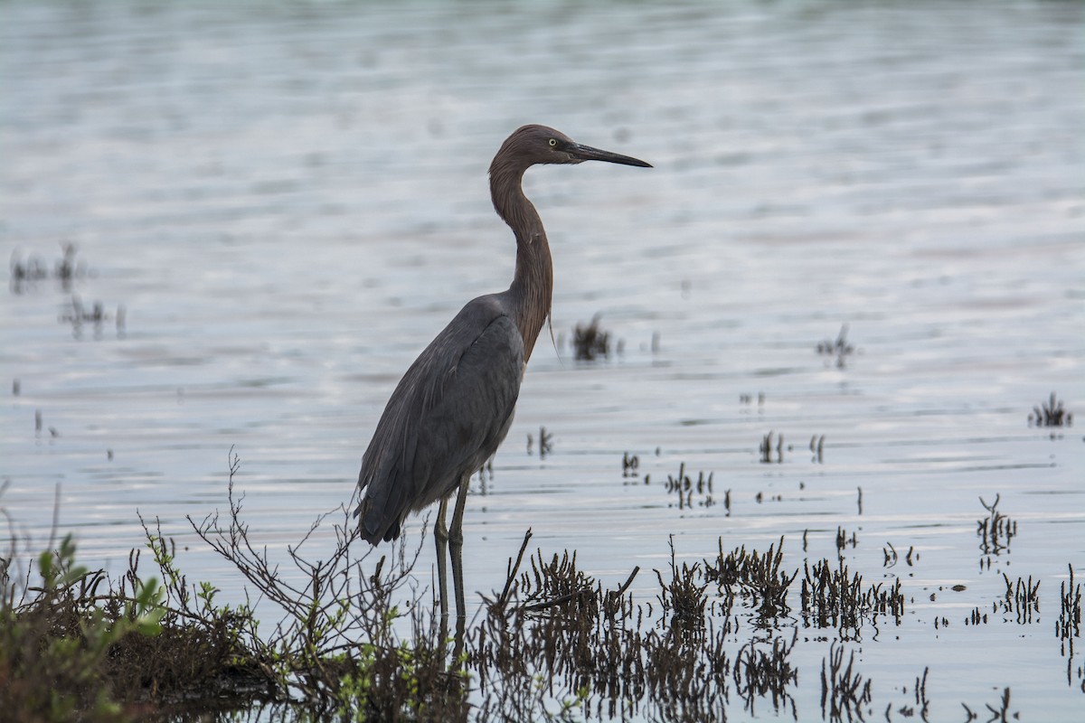 Reddish Egret - ML646744307