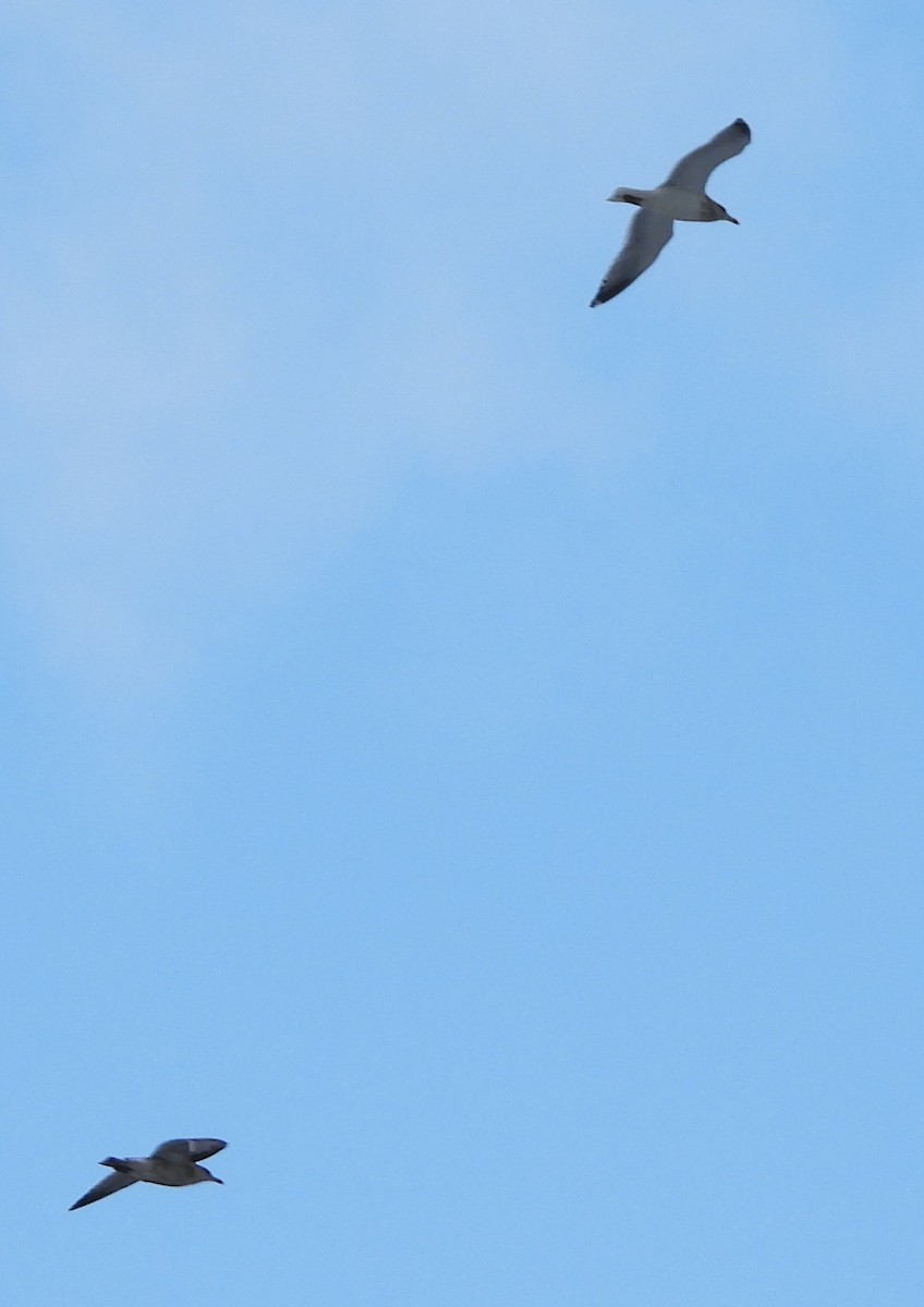 American Herring Gull - ML646744308