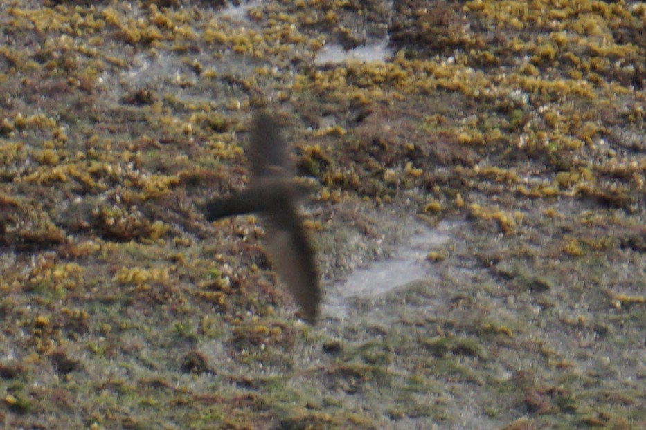 Salangane linchi - ML646744309