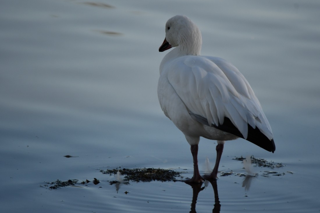 Ánsar Nival - ML646744312