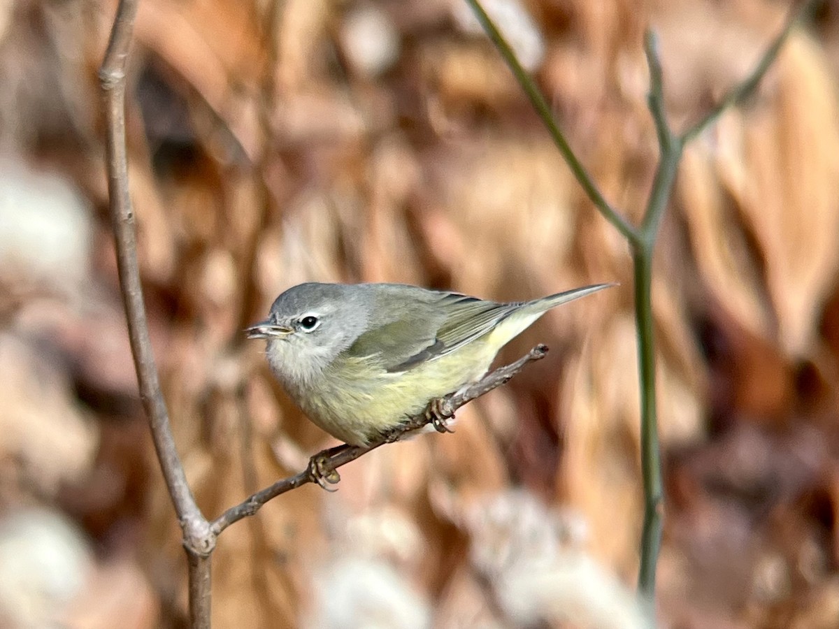Червоїд оливковий - ML646744313