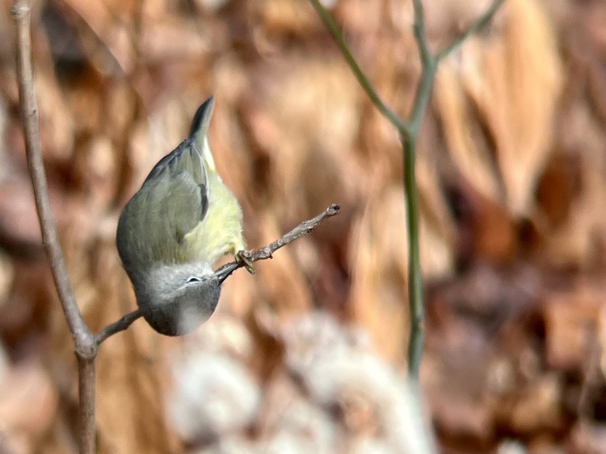 Червоїд оливковий - ML646744314
