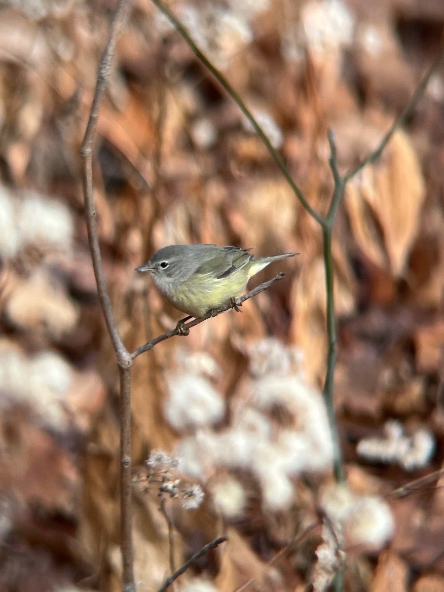 Червоїд оливковий - ML646744315