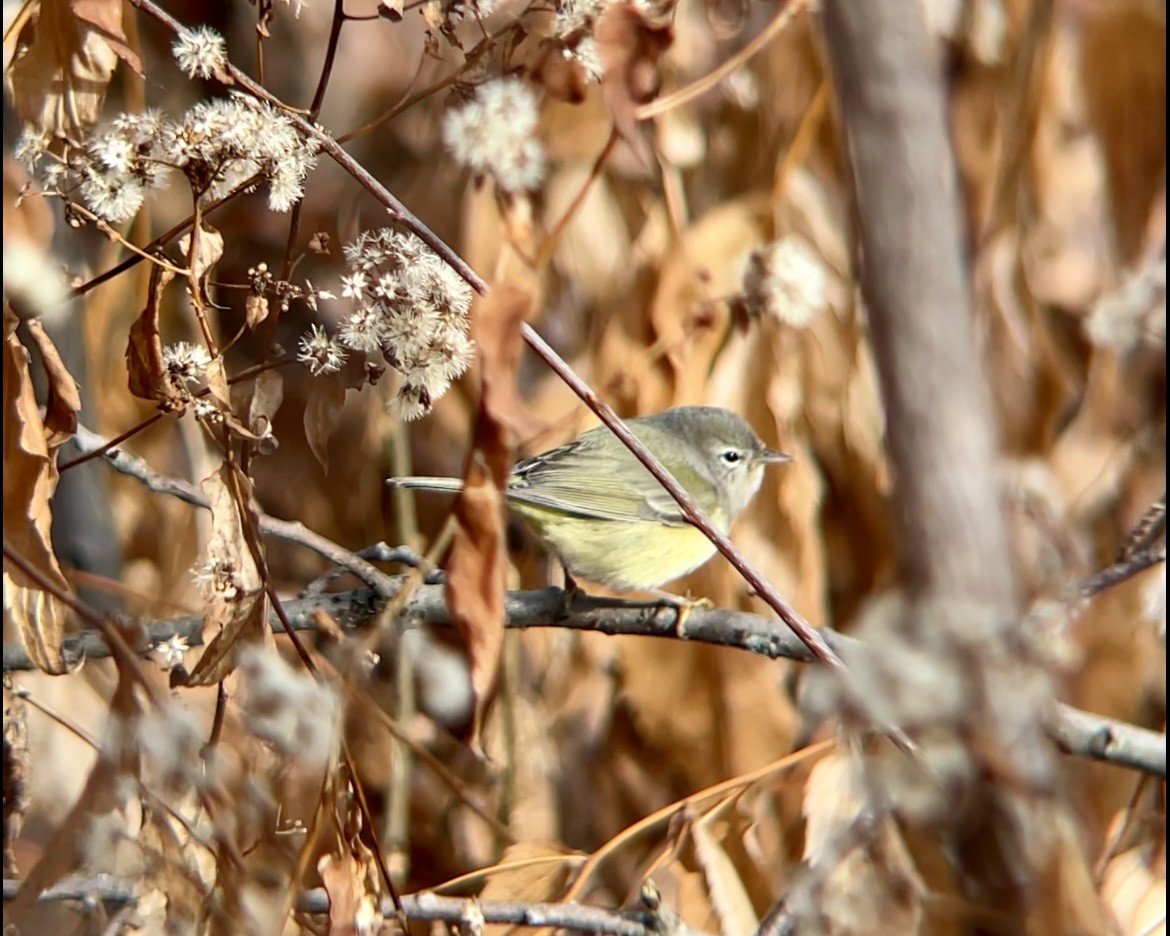 Червоїд оливковий - ML646744316