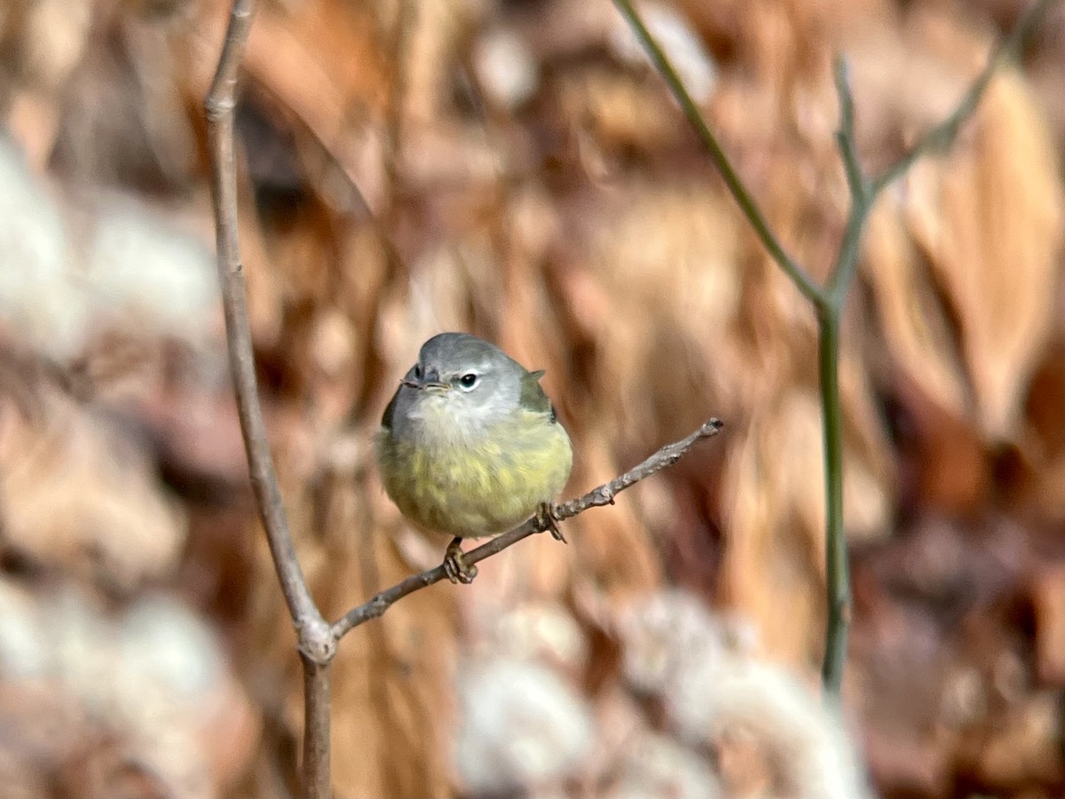 Червоїд оливковий - ML646744317
