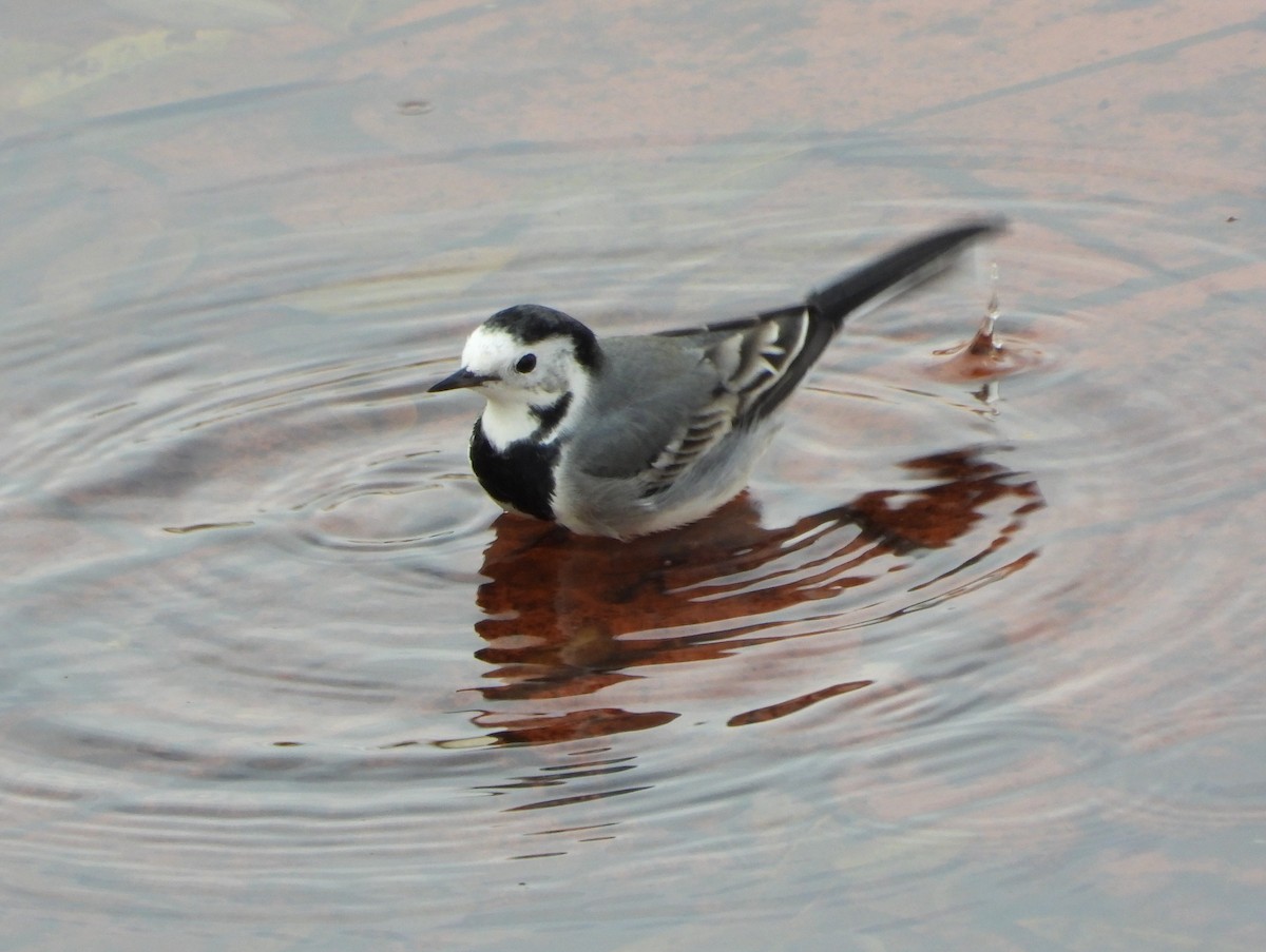 konipas bílý - ML646744318