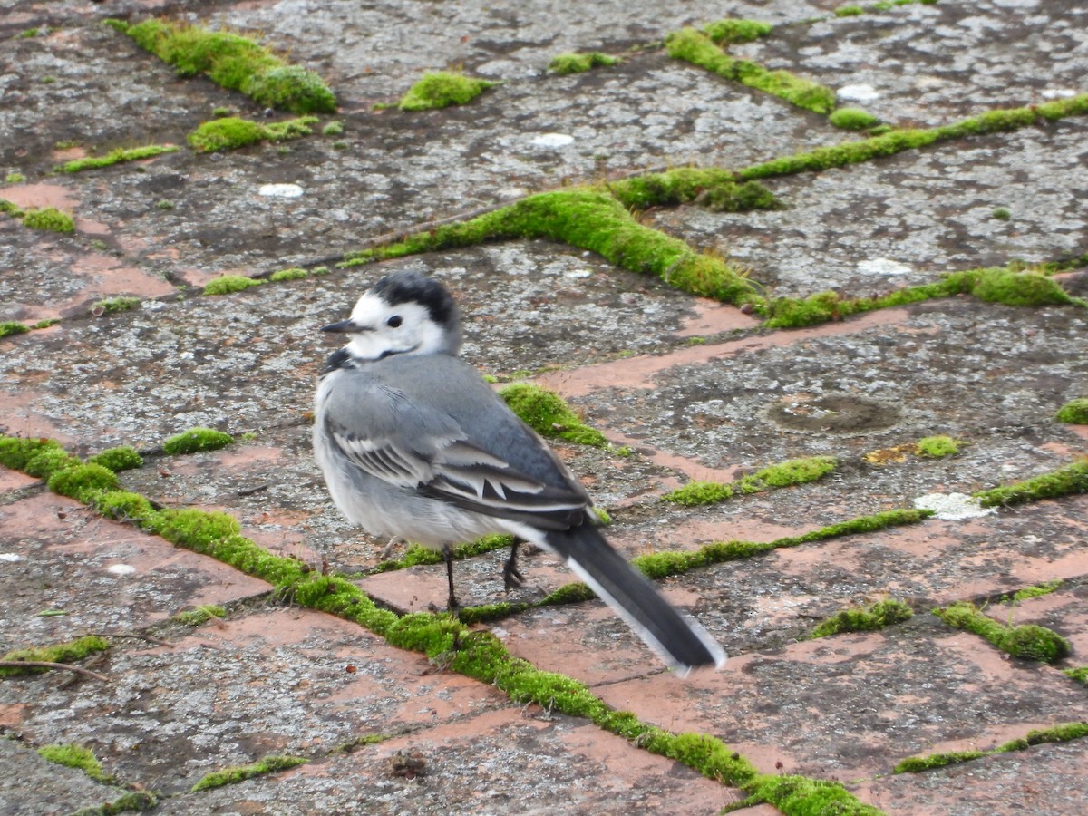 konipas bílý - ML646744319