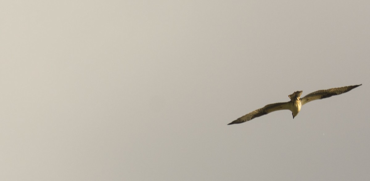 שלך - ML646744322