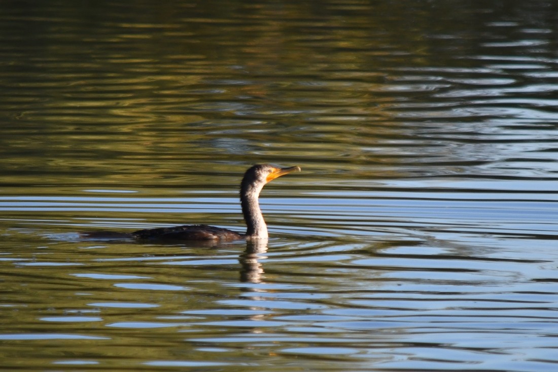 Cormorán Orejudo - ML646744323