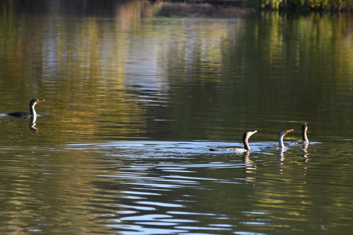 Cormorán Orejudo - ML646744324