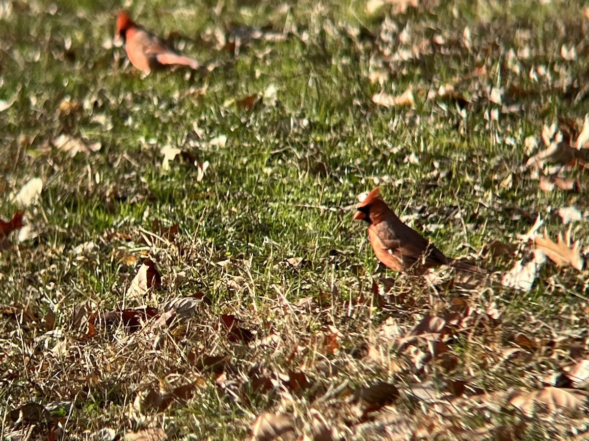 Кардинал червоний - ML646744326