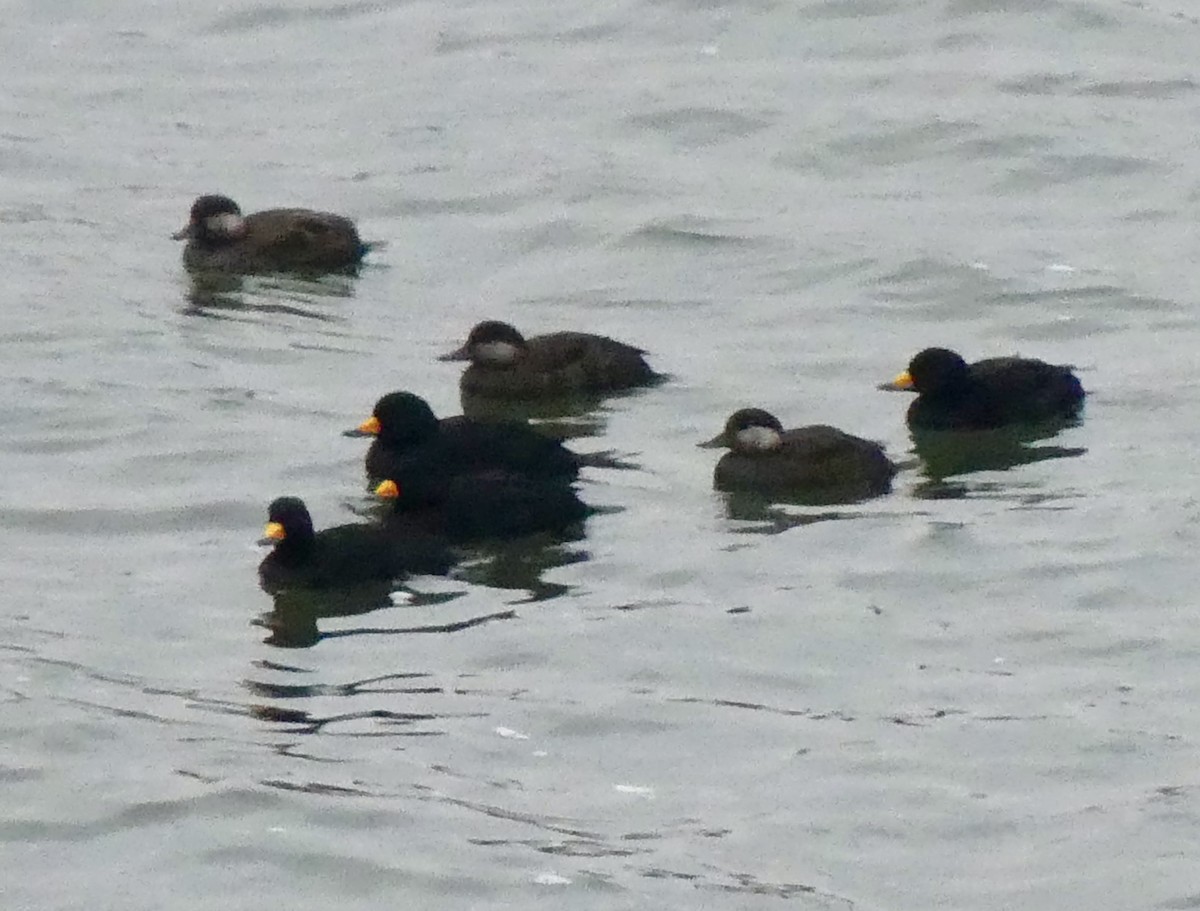 amerikasvartand - ML646744328