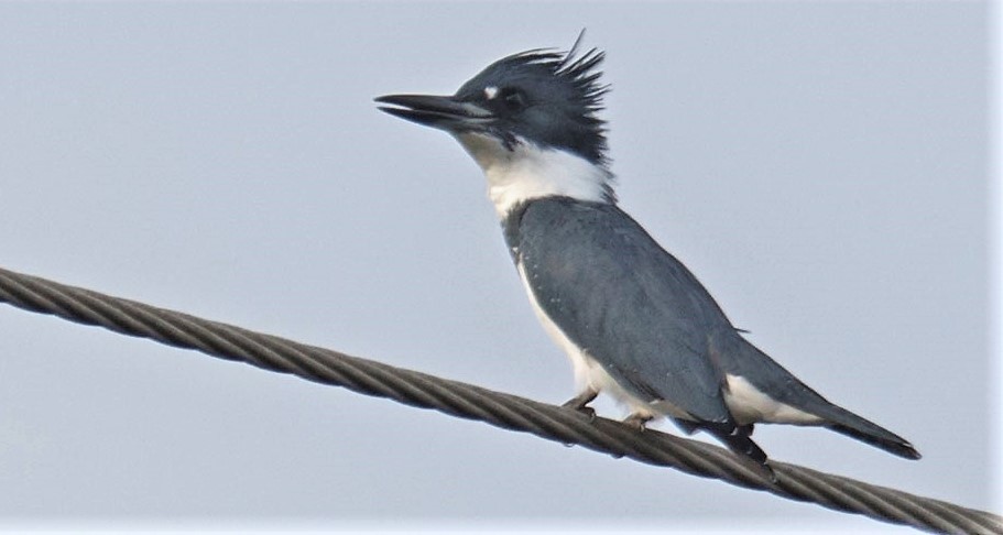 שלדג אמריקני - ML646744329