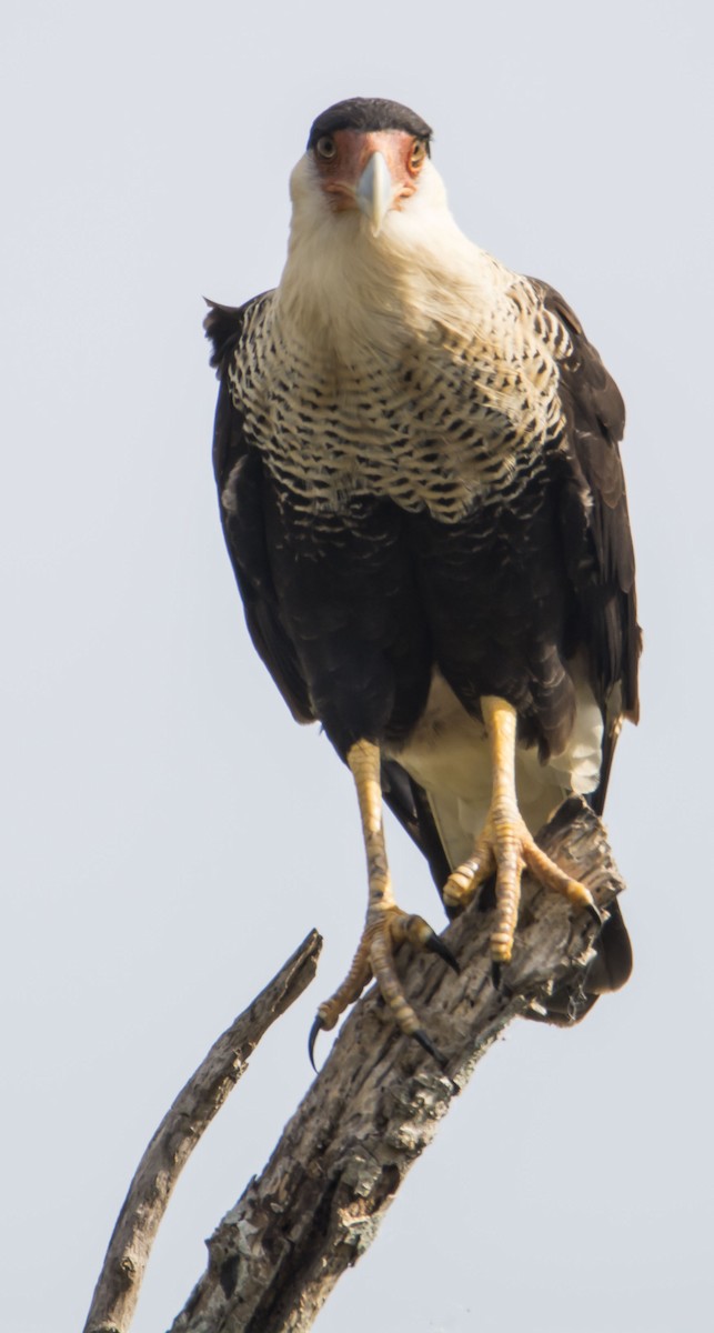 Crested Caracara - ML646744331