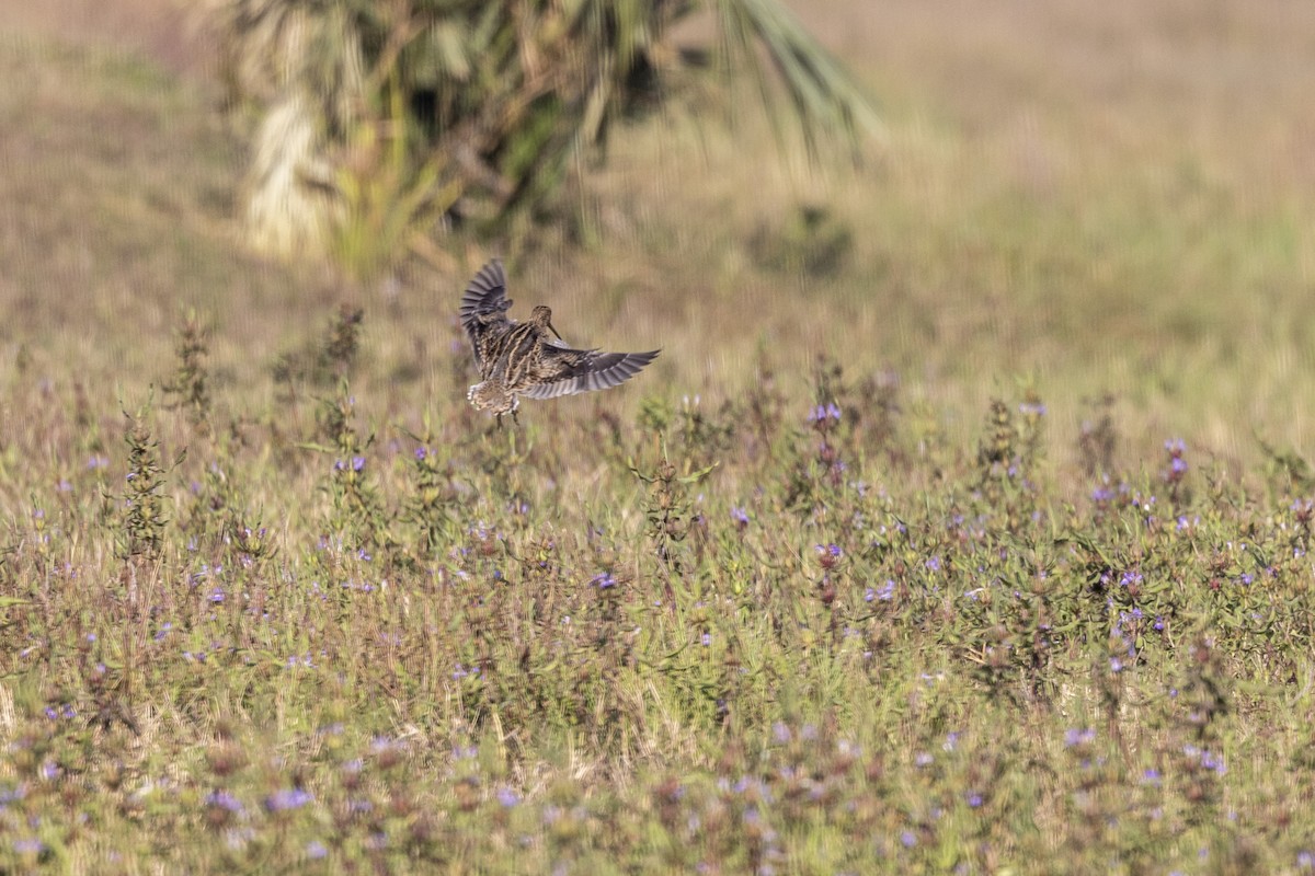 ハリオシギ - ML646744336