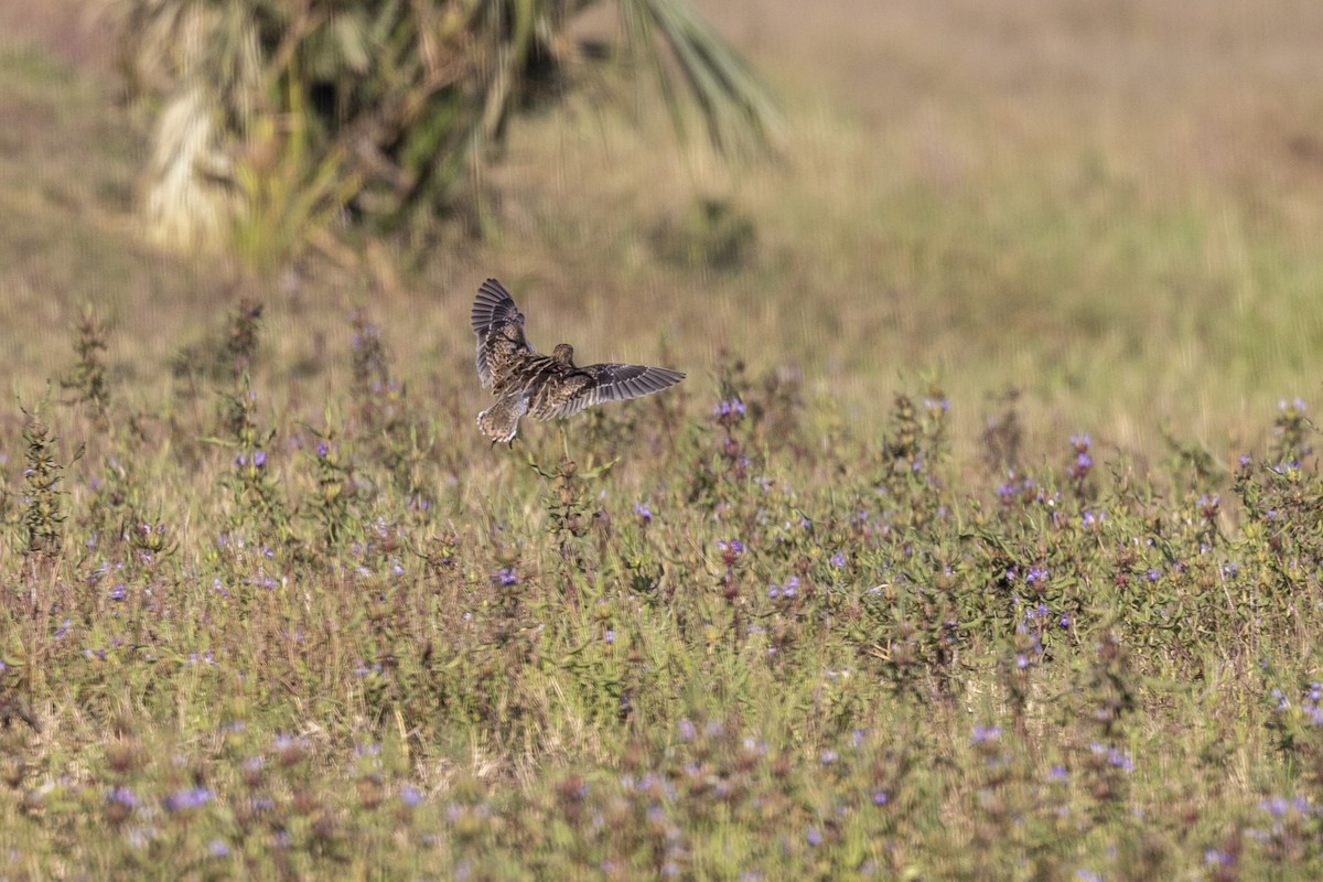 ハリオシギ - ML646744337