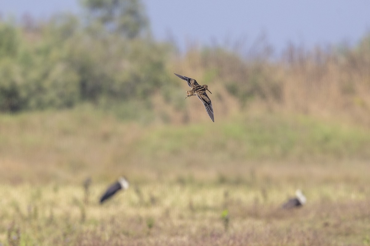 ハリオシギ - ML646744338