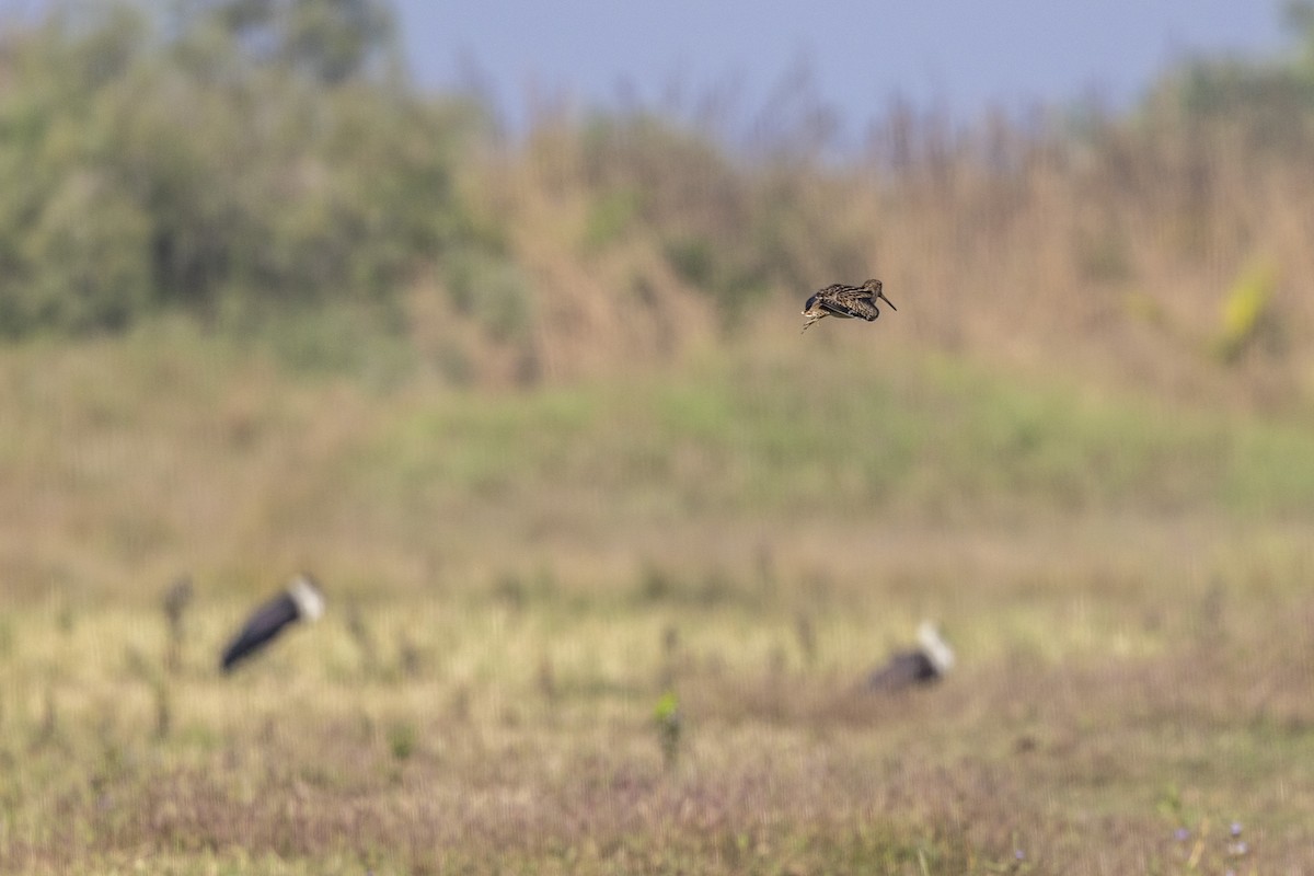 ハリオシギ - ML646744339