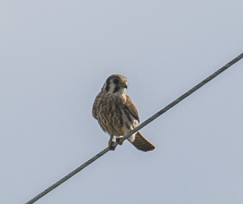 בז אמריקני - ML646744340