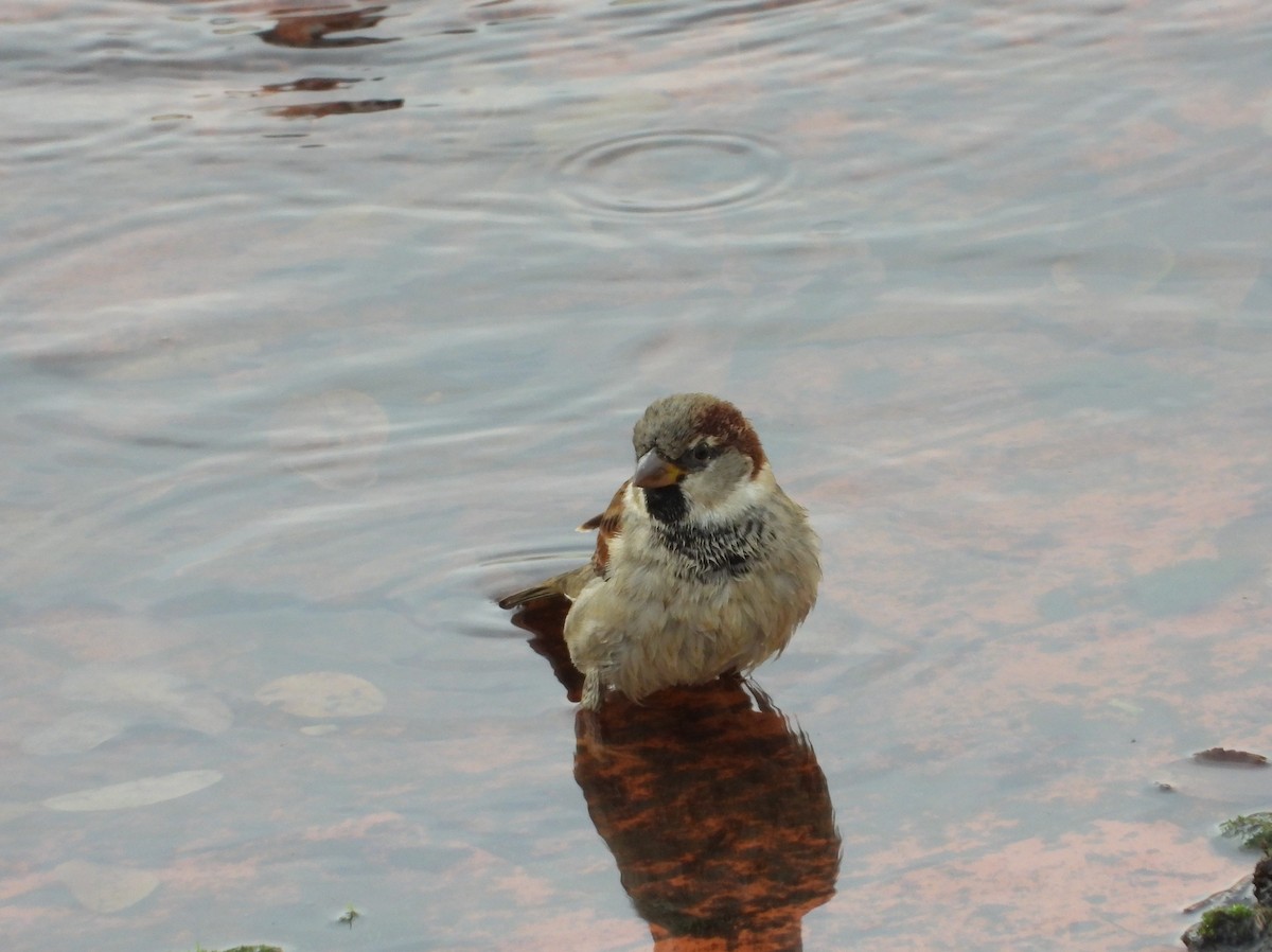 vrabec domácí - ML646744342