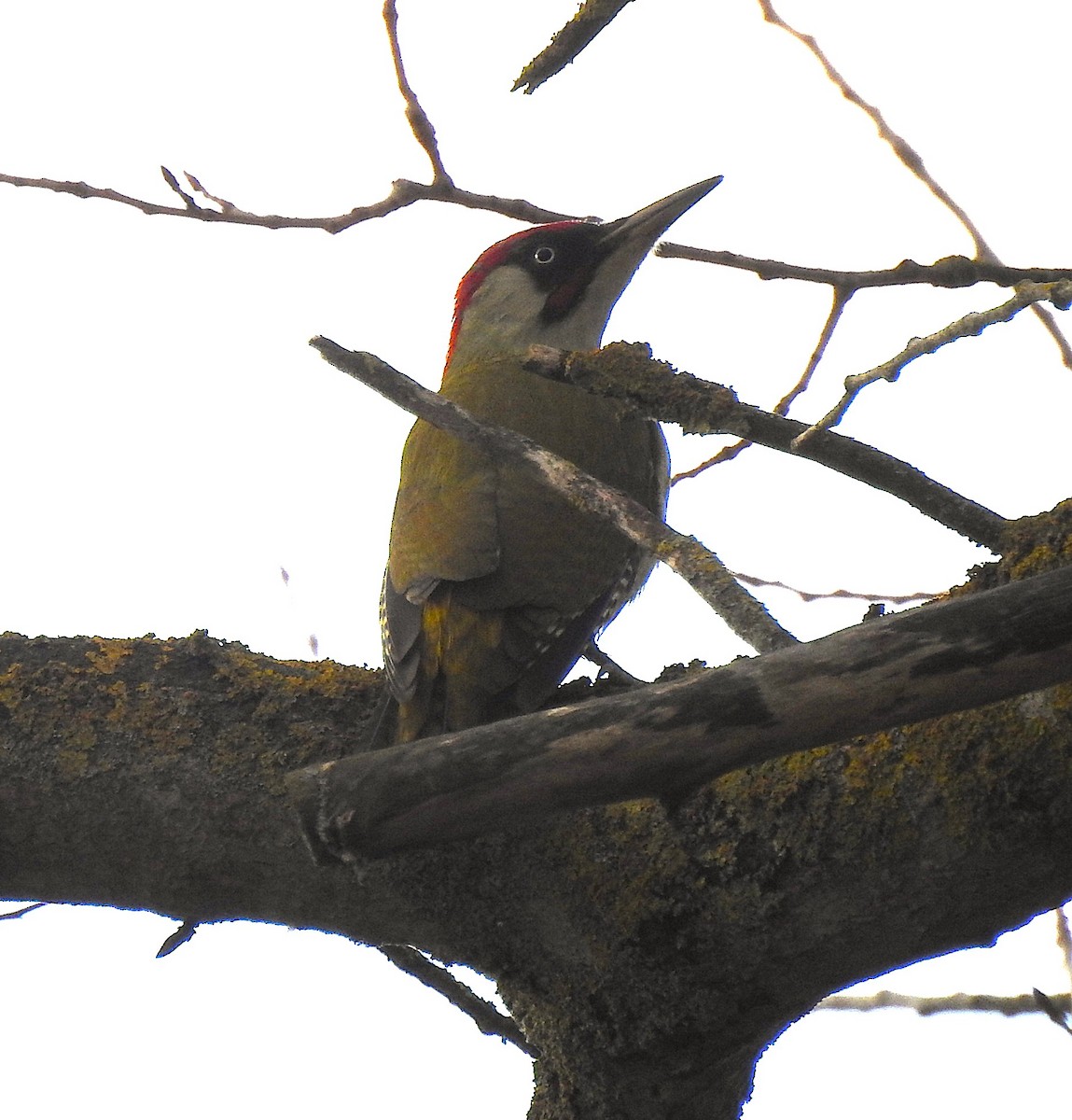 Pito Euroasiático - ML646744343