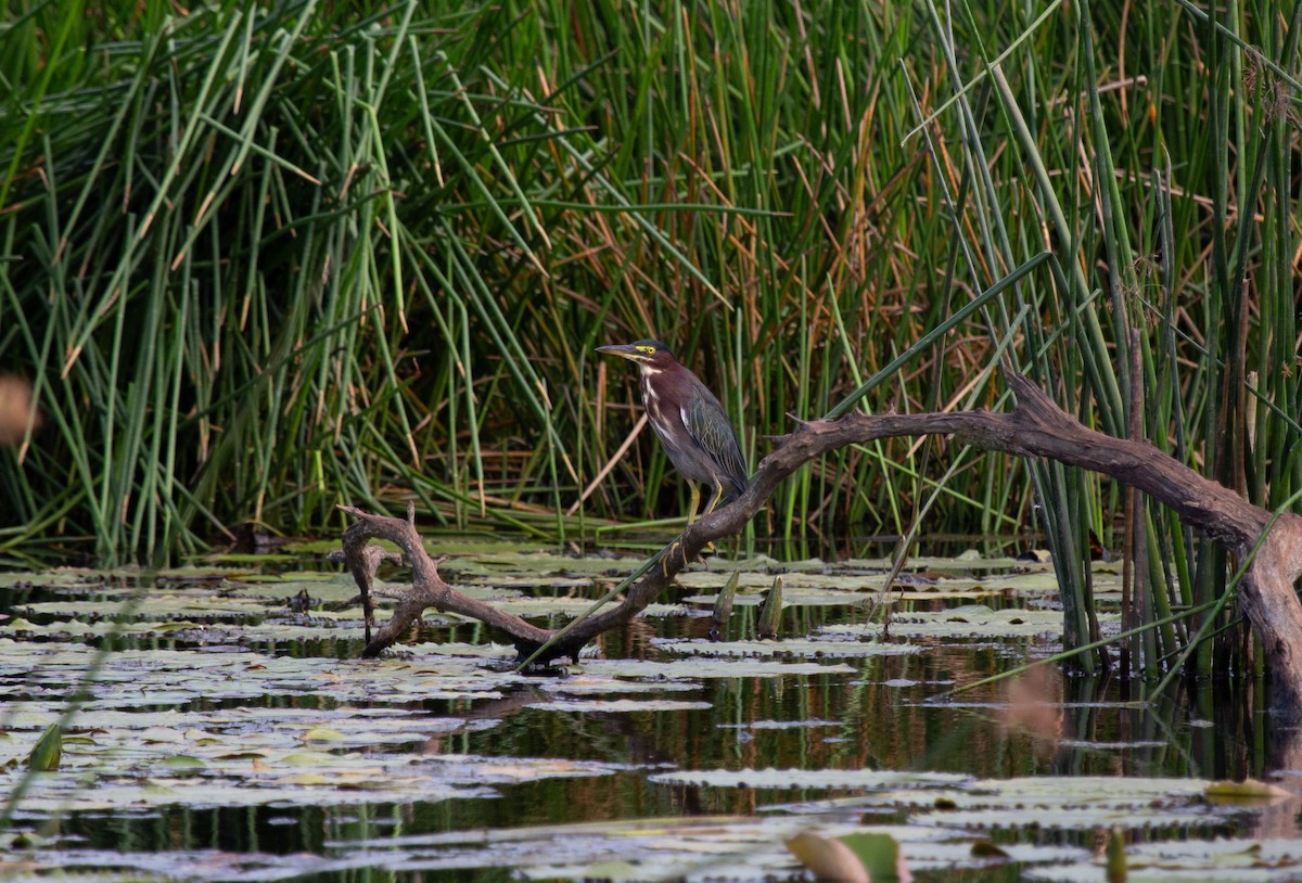Green Heron - ML646744347