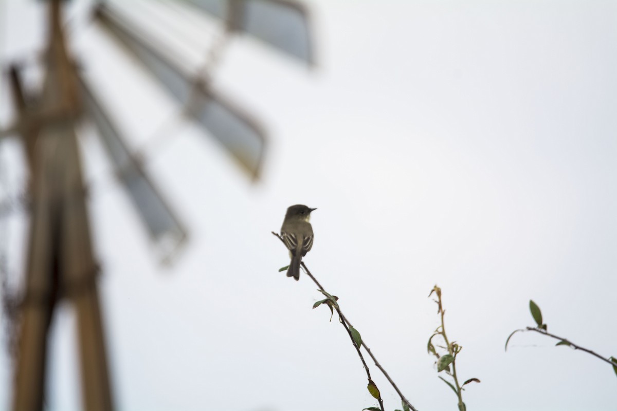 פיבי מזרחית - ML646744348