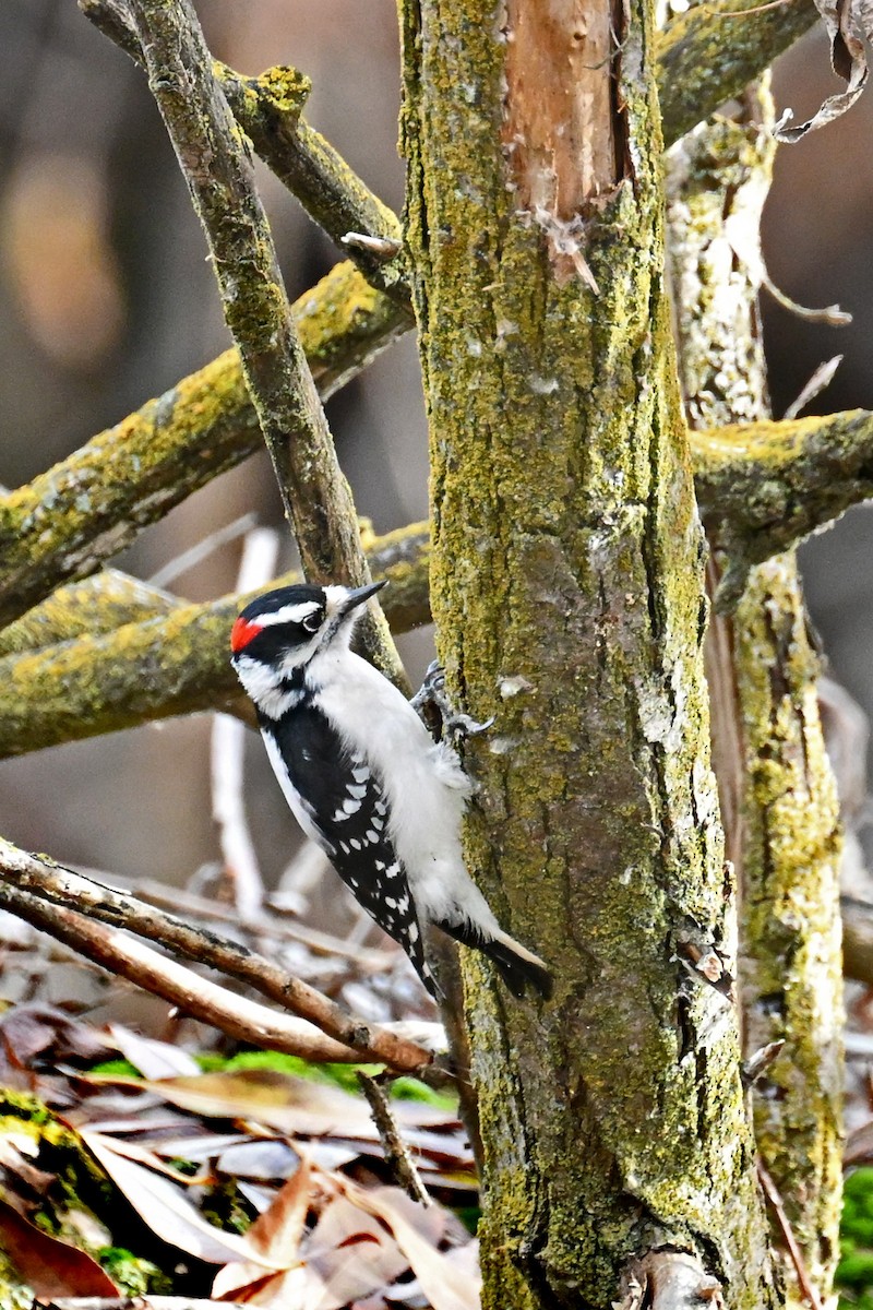 Downy Woodpecker - ML646744349