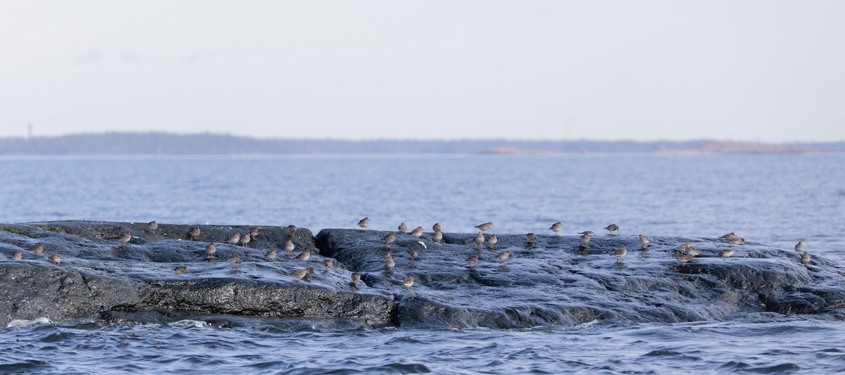 חופית ימית - ML646744351