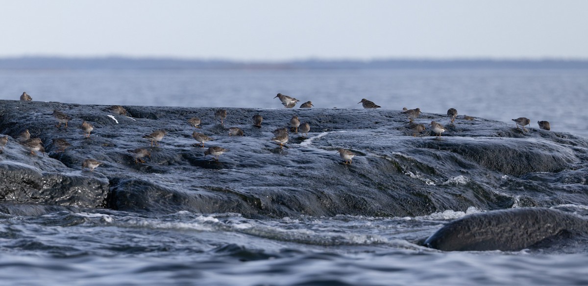 חופית ימית - ML646744352