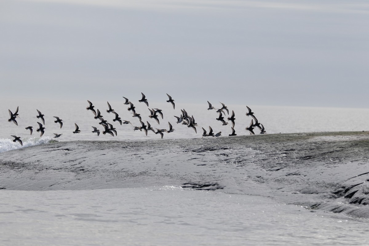 חופית ימית - ML646744353