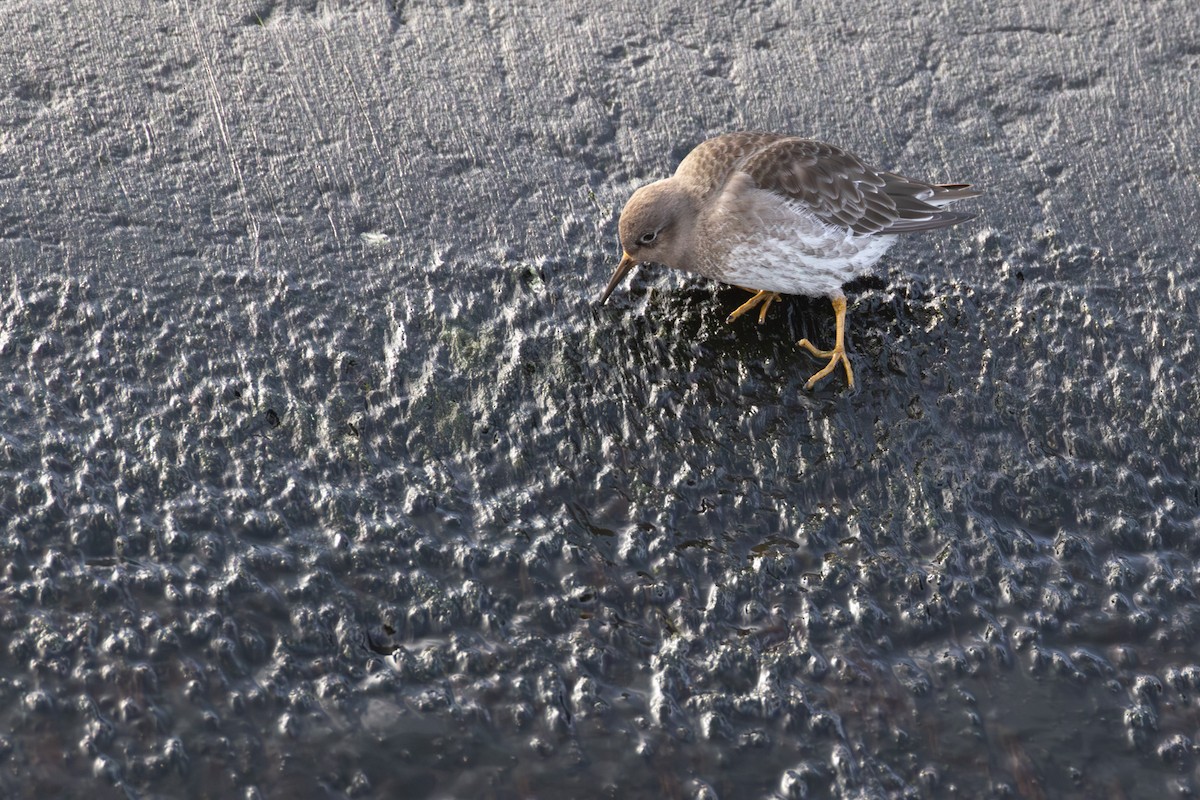 חופית ימית - ML646744354