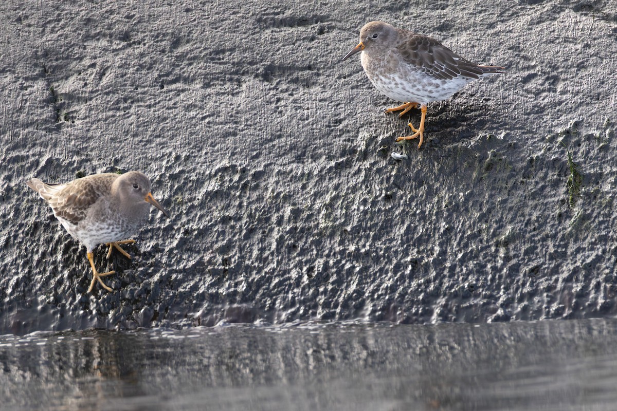 חופית ימית - ML646744355